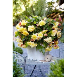 Odorata Sunny Dream begonie parfumata - 2 buc.