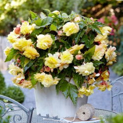 Odorata Sunny Dream begonie parfumata - pachet mare! - 20 buc.