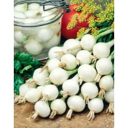 Cipolla De Barletta - varietà bianca, precoce, dolce e leggermente dolce - 