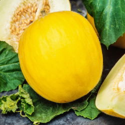 Pepene galben - Jaune Canari 2 - Cucumis melo - Soi dulce, aromat și timpuriu - Semințe proaspete