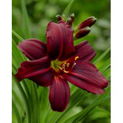 Emmanuelle nero daylily
