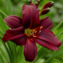 Emmanuelle nero daylily