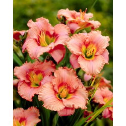 Hemerocalle Candy elegante - grand paquet ! - 10 pieces