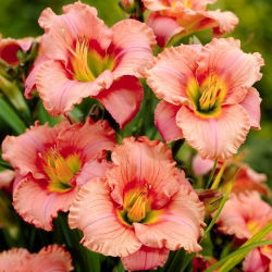 Tyylikäs Candy daylily
