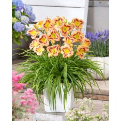 Hemerocallis London Eye