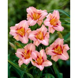 Longfields Glory daylily