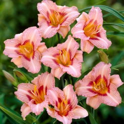 Longfields Glory daylily