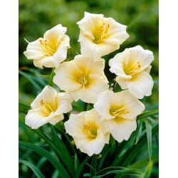 Longfields Pearl daylily - iso paketti! - 10 kpl