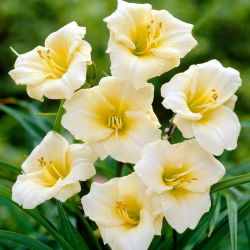 Longfields Pearl daylily