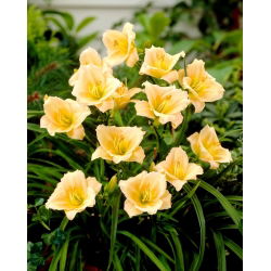 Mini Pearl daylily