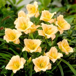 Mini Pearl daylily