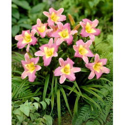 Nile Crane daylily