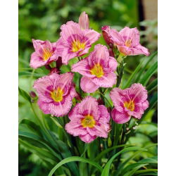 Siloam New Toy daylily