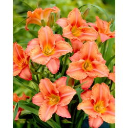 South Seas daylily - large package! - 10 pcs