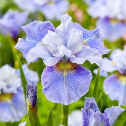 Mission Bay iris siberian, steag siberian - pachet mare! - 10 buc.