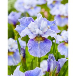 Mission Bay Siberian iris, Siberian flag