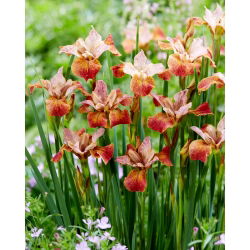 Paprikash sibirisk iris, sibirisk flagga - stort paket! - 10 st