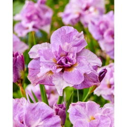 Pink Parfait Siperian iris, Siperian lippu - iso paketti! - 10 kpl