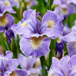 Bobine Iris siberien mignon, drapeau siberien