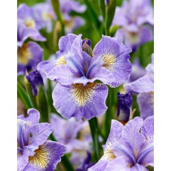 Bobine Iris siberien mignon, drapeau siberien