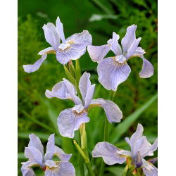 Zachtblauwe Siberische iris, Siberische vlag - 