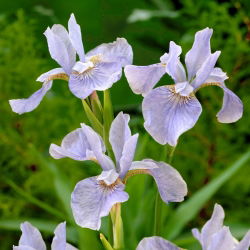 Zachtblauwe Siberische iris, Siberische vlag - 
