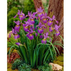 Sparkling Rose Siberische iris, Siberische vlag - 