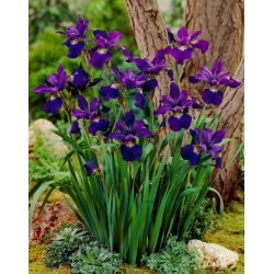 Teal Velvet Siberische iris, Siberische vlag - 