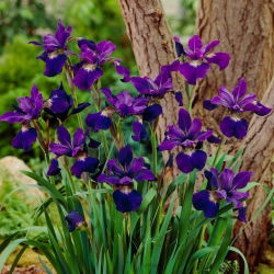 Teal Velvet Siberische iris, Siberische vlag - 