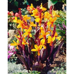 Semaphor-Canna-Lilie - 