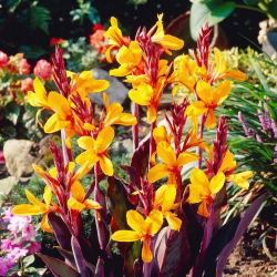 Semaphor-Canna-Lilie - 