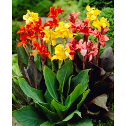 Canna Lily Farbmix - XL-Paket! - 50 Stück - 