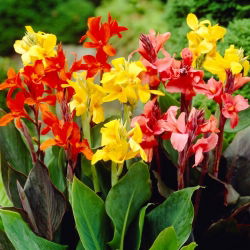 Canna Lily Farbmix - XL-Paket! - 50 Stück - 