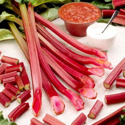 Raspberry Red rhubarb - seedling - 1 pcs