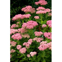 Skön stengröt - Sedum spectabile - planta - stort paket! - 10 st; isplanta, fjärilsstengröt