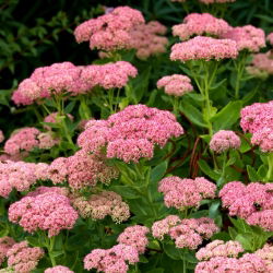 Prangende stonecrop - Sedum spectabile - frøplante; isplante, butterfly stonecrop