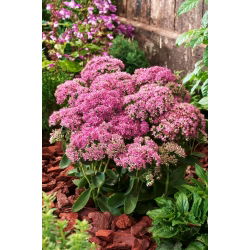 Carl stonecrop - Sedum - taimi - iso paketti! - 10 kpl