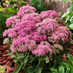 Carl stonecrop - Sedum - frøplante