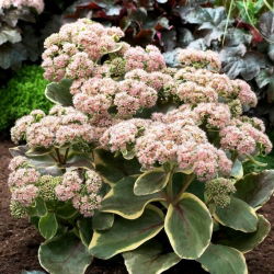 Diamond Edge orpine - Sedum - frøplante