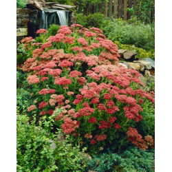 Herbstfreude orpine - Sedum - sazenice