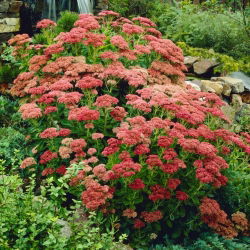 Herbstfreude orpine - Sedum - sazenice