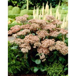 Matrona orpine - Sedum - frøplante - stor pakke! - 10 stk