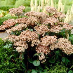 Matrona orpine - Sedum - frøplante - stor pakke! - 10 stk