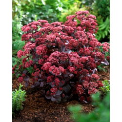 Purple Emperor stonecrop - Sedum - seemik