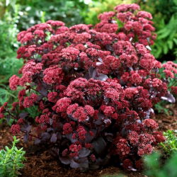 Purple Emperor stonecrop - Sedum - seemik