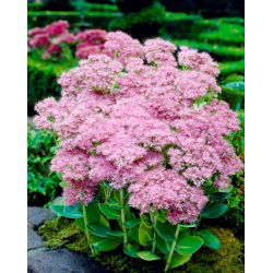 Strålende steinurt - Sedum - frøplante