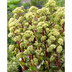 Summer Surprise orpine - Sedum - planta; leva länge, grodmage, harpande Johnny, evigt liv, leva för evigt, midsommarmän, Orphan John, häxpengar
