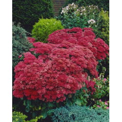 Munstead Dark Red orpine - Sedum - seemik