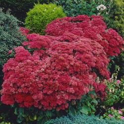 Munstead Dark Red orpine - Sedum - seemik