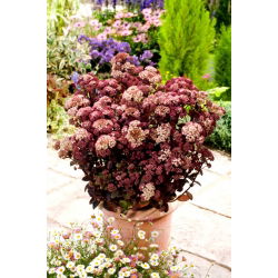 Rainbow Xenox orpine - Sedum - frøplante - stor pakke! - 10 stk